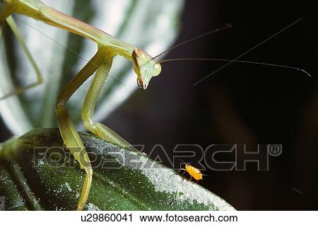 Stock Image - Praying Mantis and Aphid. Fotosearch