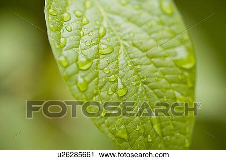 Stock Image - Raindrops on leaf. Fotosearch
