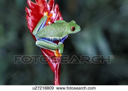 Stock Photo - Red-Eyed Tree Frog. Fotosearch