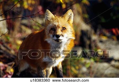 Red fox View Large Photo Image Stock Image - Red fox. Fotosearch
