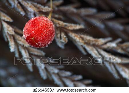 Stock Photo - Red Frosted Berry. Fotosearch