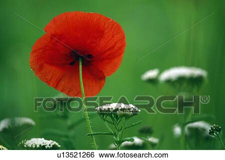 Red poppy seen from the back View Large Photo Image Stock Photograph - Red poppy seen from the back. Fotosearch