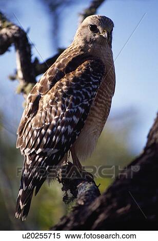 Red Shoulder Hawk View Large Photo Image Stock Photography - Red Shoulder Hawk. Fotosearch