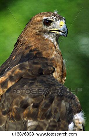 Stock Photo - Red Tailed Hawk. Fotosearch