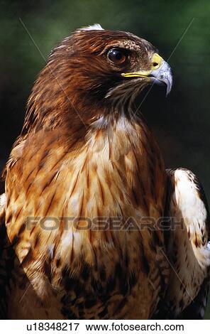 Red Tailed Hawk View Large Photo Image Stock Photo - Red Tailed Hawk. Fotosearch