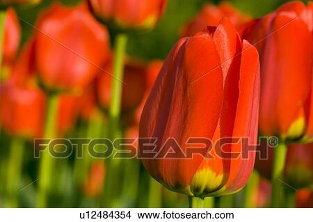 Picture - Red Tulips. Fotosearch