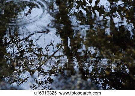 Stock Photography - Reflection of Trees. Fotosearch