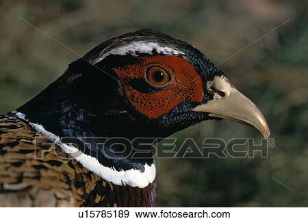 Stock Photo - Ring-necked pheasant. Fotosearch