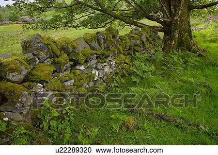 Rock wall covered with moss View Large Photo Image Stock Image - Rock wall covered with moss. Fotosearch