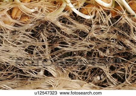 Roots of wheatgrass View Large Photo Image Stock Image - Roots of wheatgrass. Fotosearch