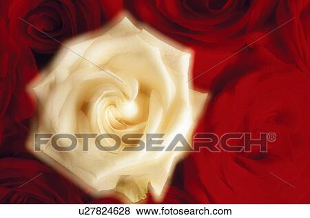 Rose Blossoms (Soft Focus) View Large Photo Image Stock Photo - Rose Blossoms (Soft Focus). Fotosearch