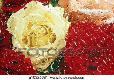 Stock Image - Rose Blossoms. Fotosearch