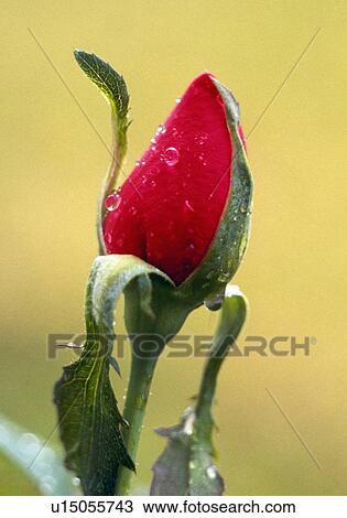 Stock Image - Rose bud. Fotosearch