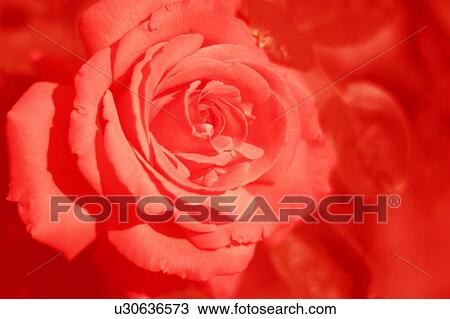 Stock Image - Rose Graphic. Fotosearch