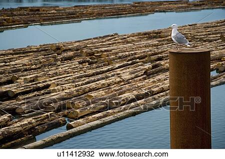 Stock Image - Seagull & Logs being Transported. Fotosearch