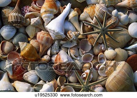 Stock Image - Seashells. Fotosearch