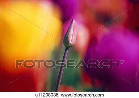 Stock Photograph - Selective focus tulip flower field. Fotosearch