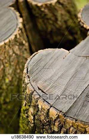 Several aged logs View Large Photo Image Stock Image - Several aged logs. Fotosearch