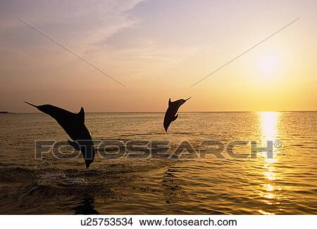 Picture - Silhouette of bottlenose dolphins. Fotosearch