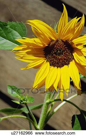 Stock Photograph - Single sunflower. Fotosearch
