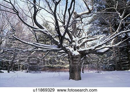 Stock Photo - Snow covered maple tree. Fotosearch