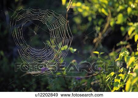 Spider Web View Large Photo Image Stock Photo - Spider Web. Fotosearch
