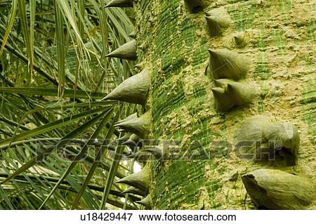 Spiky Tree Trunk View Large Photo Image Stock Photo - Spiky Tree Trunk. Fotosearch