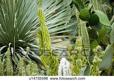 Succulents View Large Photo Image Stock Photo - Succulents. Fotosearch
