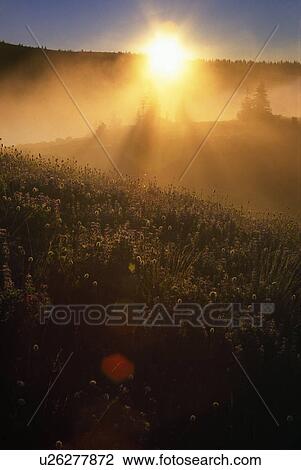 Sun through fog in field View Large Photo Image Stock Image - Sun through fog in field. Fotosearch