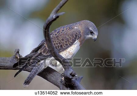Stock Image - Swainson's hawk on a branch. Fotosearch