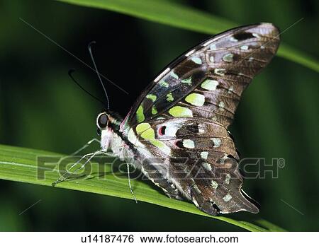 Tailed Jay Butterfly Profile View Large Photo Image Stock Photograph - Tailed Jay Butterfly Profile. Fotosearch