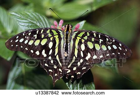 Stock Image - Tailed Jay Butterfly. Fotosearch