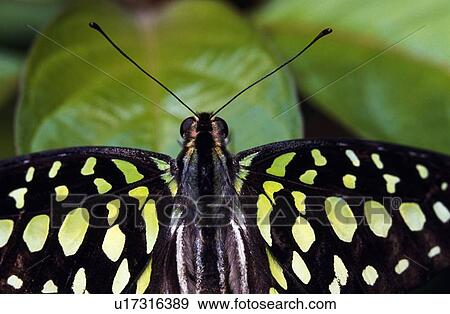Tailed Jay (Graphium agamemnon) butterfly View Large Photo Image Stock Photo - Tailed Jay (Graphium agamemnon) butterfly. Fotosearch