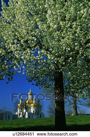 Stock Image - Temple framed by tree in bloom. Fotosearch