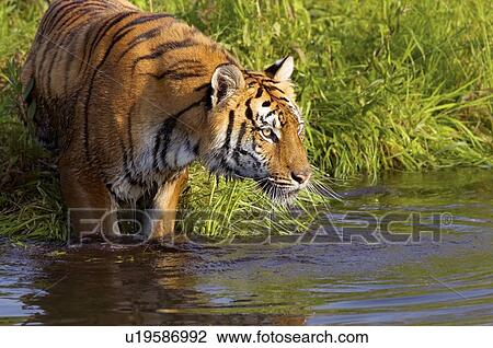 Stock Image - Tiger Standing in Water. Fotosearch