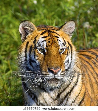 Stock Photo - Tigress. Fotosearch