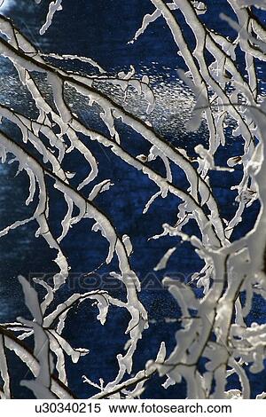 Stock Photography - Tree limbs covered in snow. Fotosearch