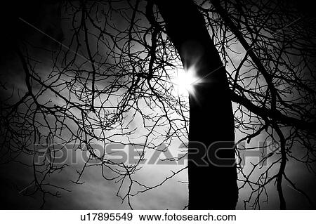 Tree Silhouette View Large Photo Image Stock Photo - Tree Silhouette. Fotosearch