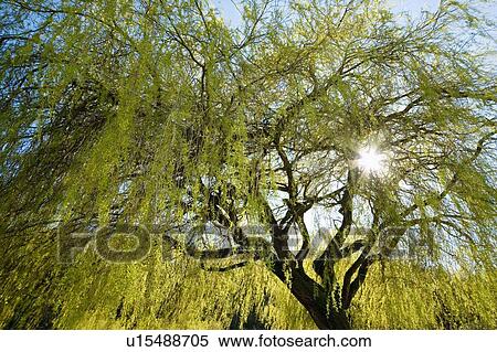 Stock Photography - Tree. Fotosearch