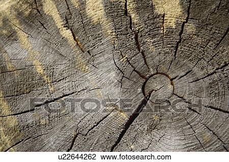 Tree stump View Large Photo Image Stock Image - Tree stump. Fotosearch