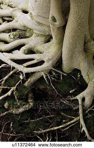 Tree trunk View Large Photo Image Picture - Tree trunk. Fotosearch