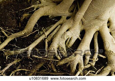 Tree trunk View Large Photo Image Stock Photo - Tree trunk. Fotosearch