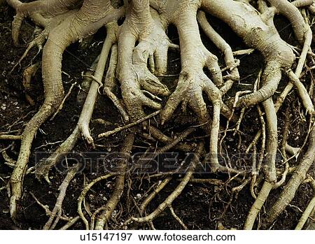 Stock Photo - Tree trunk. Fotosearch