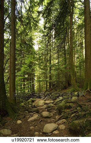 Stock Image - Trees in a rain forest. Fotosearch