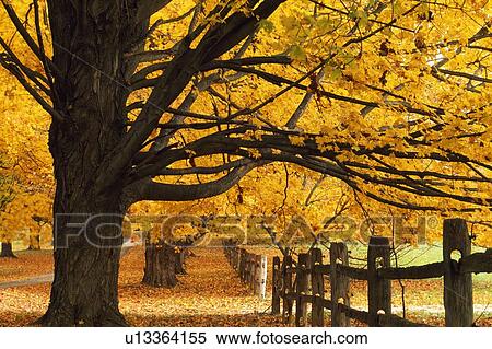 Stock Photography - Trees in autumn. Fotosearch