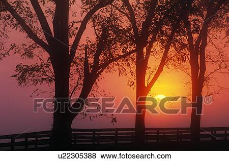 Stock Photo - Trees in the sunrise. Fotosearch