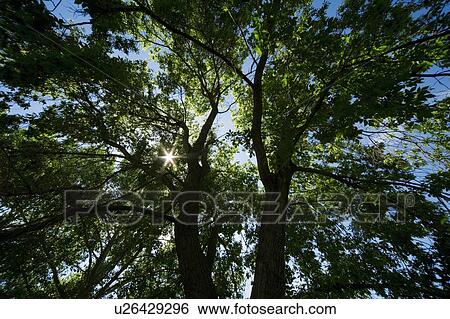 Stock Photograph - Trees. Fotosearch