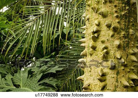 Stock Photo - Trunk and Leaves. Fotosearch