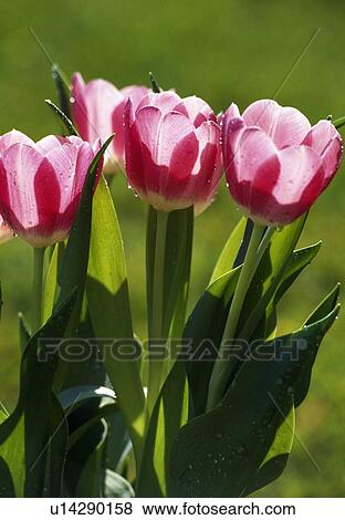 Stock Photo - Tulips. Fotosearch