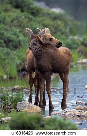 Stock Photograph - Twin moose calves in a stream. Fotosearch